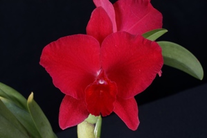 
Rhyncholaeliocattleya Circle of Nine Diamond Orchids AM/AOS 83 pts.
